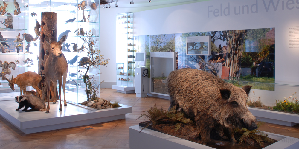 Waldtiere in der Dauerausstellung des Naturmuseums